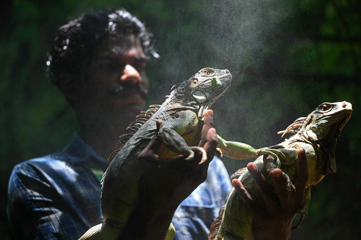 22. Aprili. Ein Arbeiter hält an einem heißen Sommertag im Snake Park in Chennai, Indien, grüne Leguane unter einen Wassersprühregen.
