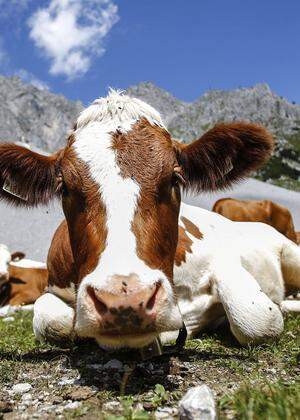 Archivbild: Kühe vor dem Hafelekar bei Innsbruck.