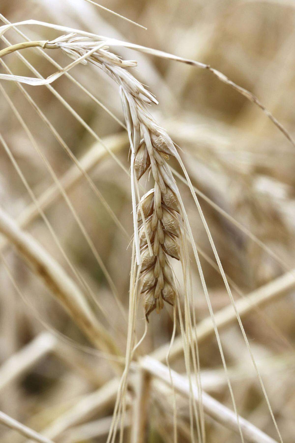 Getreide, insbesondere Reis, Mais, Hafer, Weizen, Roggen, Dinkel, Gerste und Hirse sind ebenfalls gut pflanzliche Eiweißquellen.
