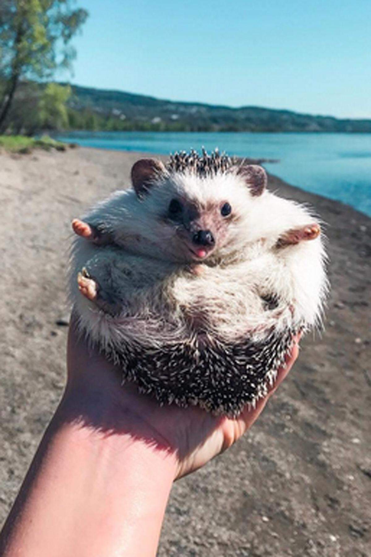 Keineswegs braucht sich Lionel unter seinem stacheligen Fell zu verstecken. Dank seiner 130.000 Fans zählt der Weißbauchigel zu den Tierstars auf Instagram.