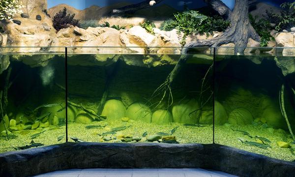 Im neuen Stör-Aquarium im Haus des Meeres wachsen derzeit 43 Jungtiere heran.