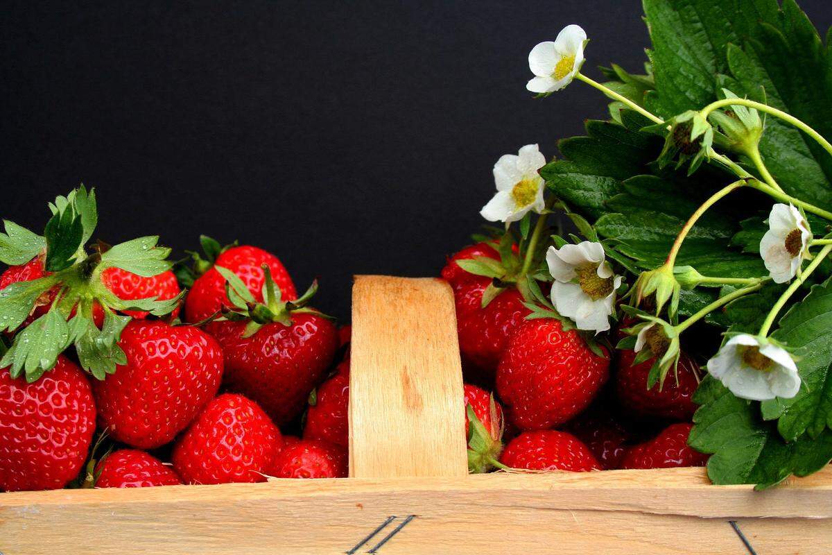 Haltbar gemachte Erdbeere für die Welt: Rund 38 Millionen Euro pro Jahr macht der Export des beliebten Obstes aus.