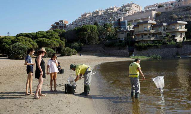 Tote Fische und Krustentiere werden aus dem Mar Menor geholt, hier an der Cala del Pino auf der Nehrung zwischen der Lagune und dem Meer im Sommer 2021. 