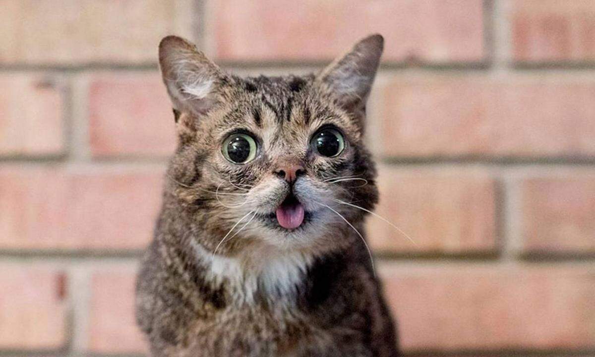 Lil Bub, die Katze mit dem Happ End. Lil Bub leidet sowohl an Polydaktylie als auch an genetisch bedingtem felinen Dwarfismus, der ihren Gesichtsausdruck erklärt. Anfangs war sie schwer zu vermitteln, jetzt ist sie mit Hilfe ihres Besitzers Mike Bridavsky zum Internet-Star geworden.