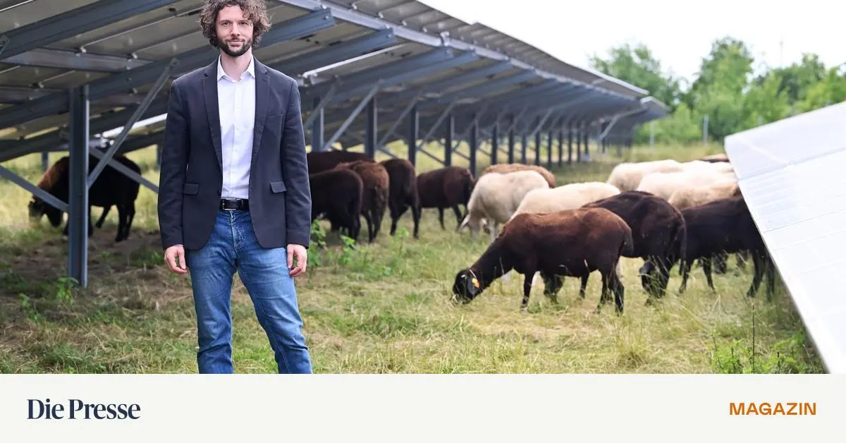 Schafe-Schnecken-und-Sonnenenergie-Wie-sich-eine-fr-here-Schotterdeponie-gewandelt-hat-premium-