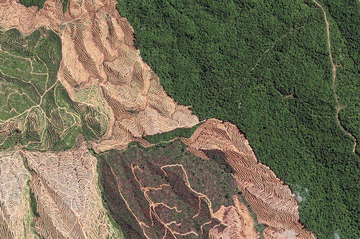 Der Holzeinschlag und die Gewinnung von Land für Äcker und Plantagen dezimieren den natürlichen Regenwald in der malay­sischen Provinz Sarawak. Zu dieser Ent­wicklung tragen vor allem Palmölplantagen bei, für deren Produkt weltweit wachsende Nachfrage besteht. Der Verlust des Regen­walds ist mit einer wachsenden Bedrohung der Artenvielfalt verbunden. In diesem Zu­sammenhang ist vor allem die zunehmende Verdrängung der Orang-Utans bekannt geworden. Auch die indigene Bevölkerung Borneos wird so ihres Lebensraums beraubt.