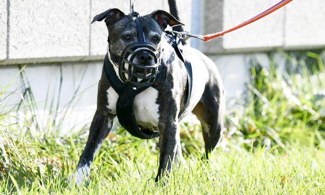 Besitzer von American Staffordshire Terrier müssen in Wien schon jetzt eine Hundeführschein ablegen. 
