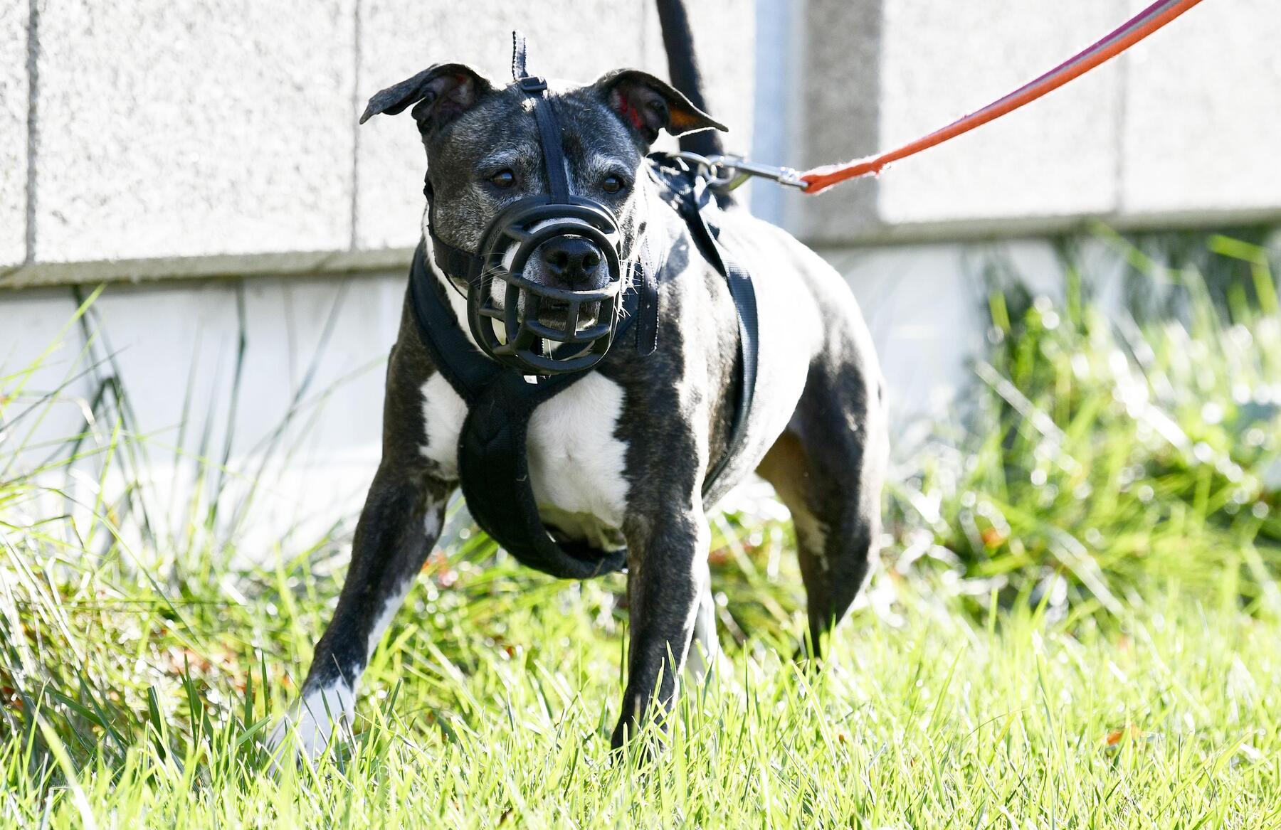 Wiener biss seinem Listenhund in den Nacken
