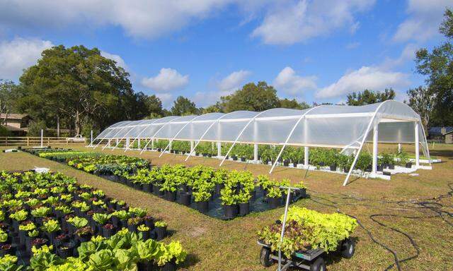 Anbau und Verkauf von Bio Salat in Toepfen USA Florida sale of organic lettuce in pots USA Flori