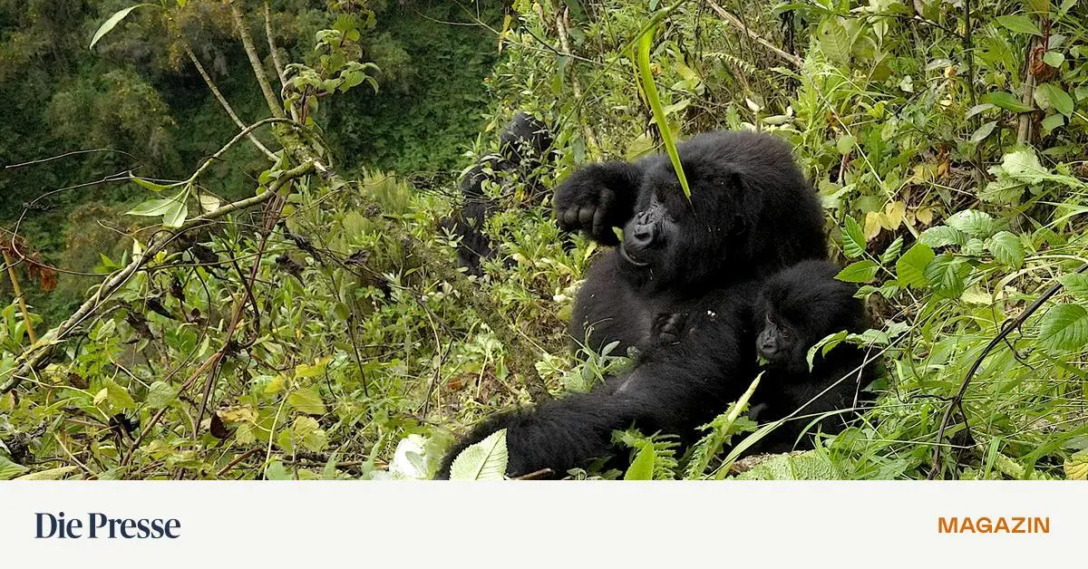 Menschen-treffen-Berggorillas-in-Ruanda-Dieser-magische-Moment-der-Erkenntnis