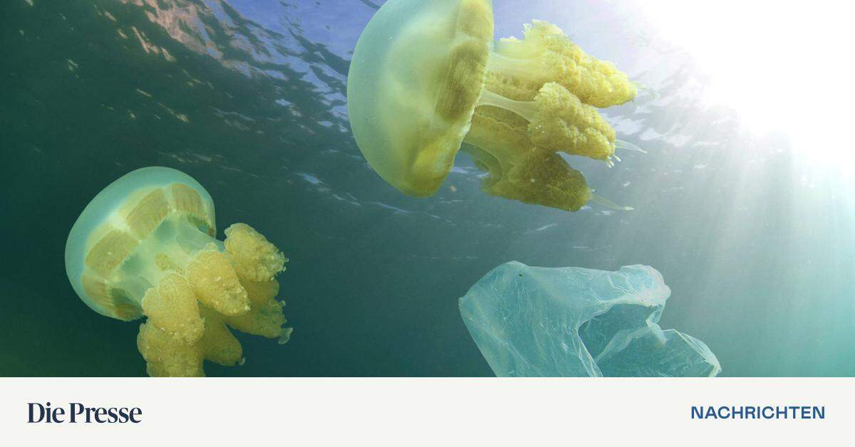 Great Pacific Garbage Patch: Wenn Tiere im Plastik leben | DiePresse.com