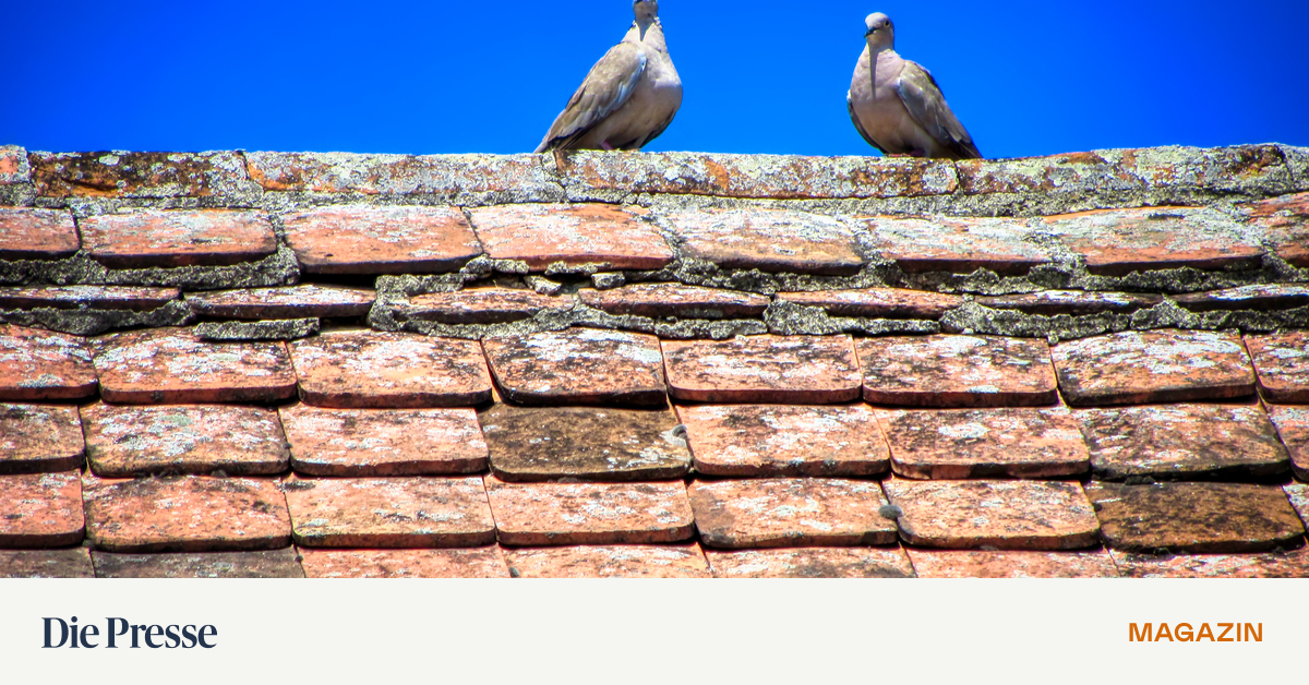 Nachverdichtung-in-Wien-Was-sich-Entwickler-wirklich-w-nschen-premium-