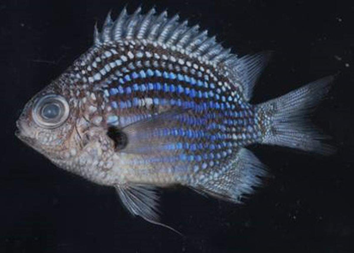 Ein kleiner blauer Fisch sorgte in der Welt der Biologie 2008 für Aufregung: Deep Blue Chromis (Chromis abyssus) sorgte für die meisten Downloads wissenschaftlicher Artikel in dem Jahr. Noch dazu zeigt der Fisch auf, wie wenig wir über die Artenvielfalt in Riffs wissen. Gefunden wurde "Nemos blauer Bruder" in 110 Metern Tiefe.