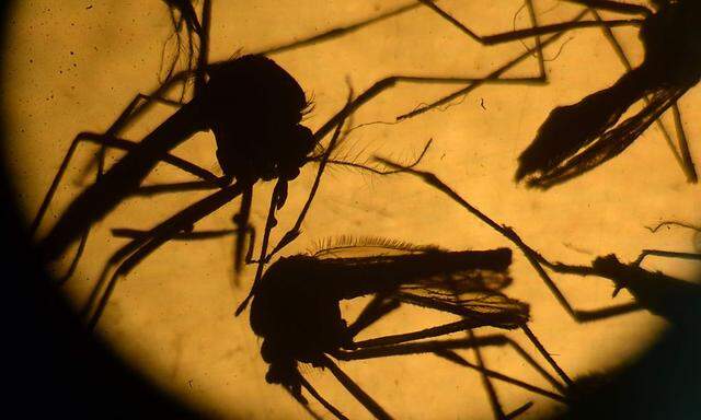 Gelbfiebermücken übertragen das Zika-Virus.