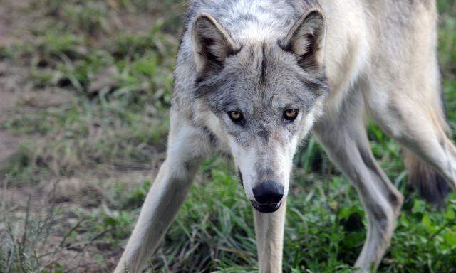 Ein Wolf im Tierpark Ernstbrunn (Symbolbild)