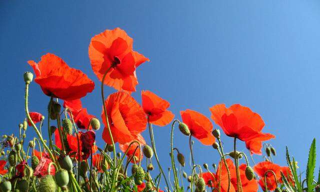 Mohnblumen vor wolkenlosem Himmel