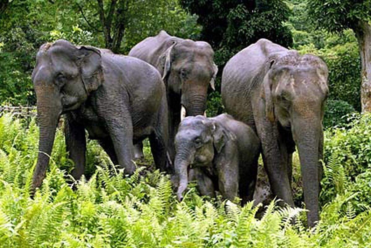 Die asiatischen Elefanten sind etwas kleiner als ihre afrikanischen Verwandten, aber auch stärker gefährdet. 25.000 bis 33.000 Individuen streifen durch die Wälder Vorder- und Hinterindiens, 15.000 sollen domestiziert sein. Seit Jahrtausenden dienen die Elefanten den Menschen als Arbeits- und Kriegstiere. Da sie sich in Gefangenschaft nicht sehr gut vermehren, muss stets Nachschub von wilden Elefanten beschafft werden. Der Bedarf ist heute allerdings so gering, dass hieraus keine Bedrohung mehr entsteht.