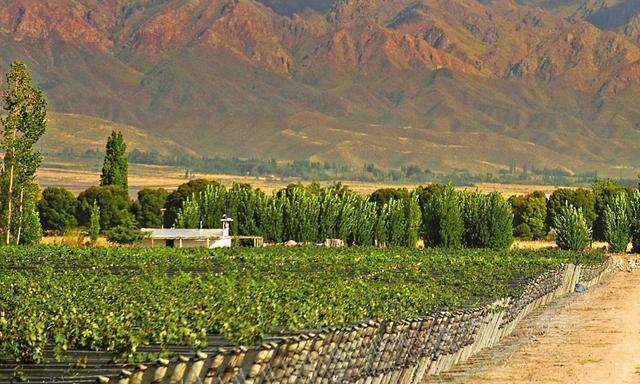 Weingut in der Umgebung von Mendoza
