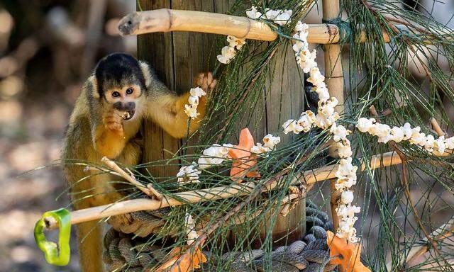 Taronga Zoo animals receive Christmas treats in Sydney