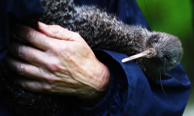 Der Kiwi ist der Nationalvogel Neuseelands. Er ist in Gefahr, denn er kann sich nicht gegen die vom Menschen eingeschleppten Arten wehren.