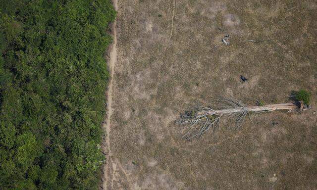 In den letzten zwölf Monaten rodete Brasilien Regenwald mit einer Fläche so groß wie Jamaica.