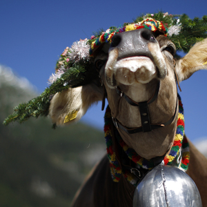 Almen und Hüttengaudi? Nicht nur. Tiroler arbeiten auch sehr effizient. 