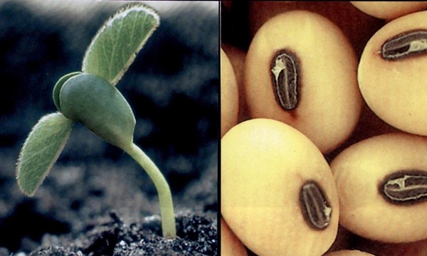 Soja  als �Wunderbohne�