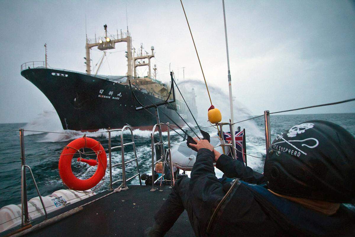 Mit dem Nachfolger, dem Trimaran "Gojira", machen die Umweltaktivisten Jagd auf die Walfangboote ...