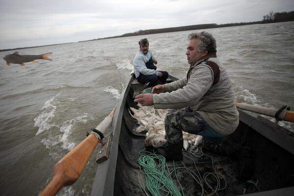 Dieser Fisch ist noch zu klein, er darf zurück in den Fluss.