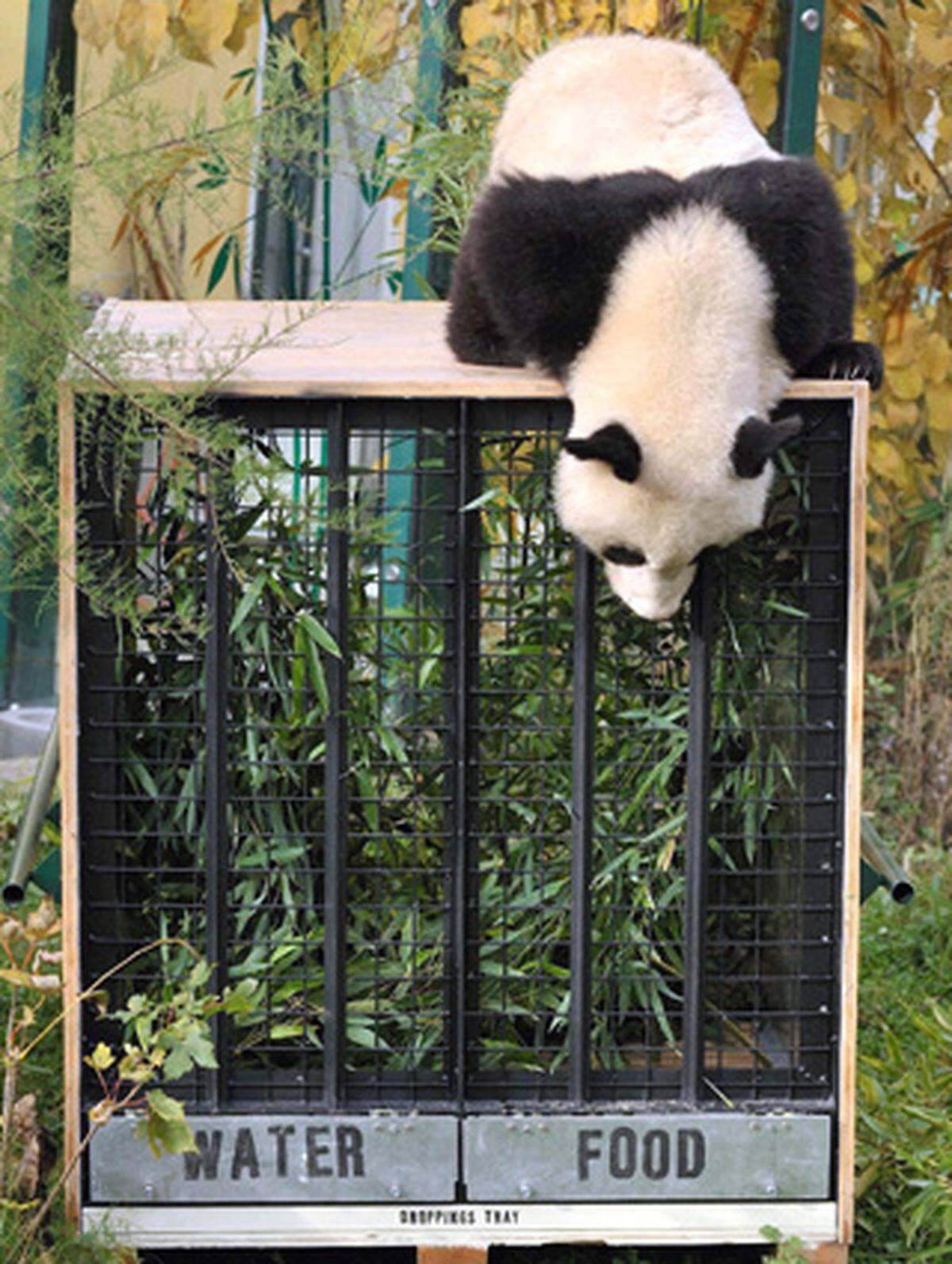 Laut Vertrag hätte Fu Long bereits am 23. August 2009 nach China übersiedeln müssen. Man wollte dem zweijährigen Panda aber den Transport bei der Hitze ersparen und deshalb die Übersiedelung auf den Herbst verschoben.