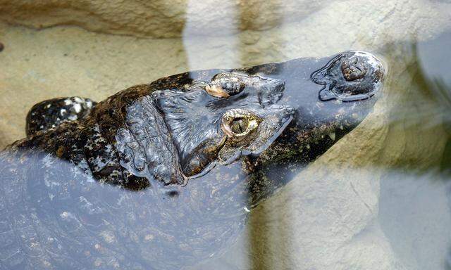 Archivbild: Ein Krokodil im Wiener Haus des Meeres