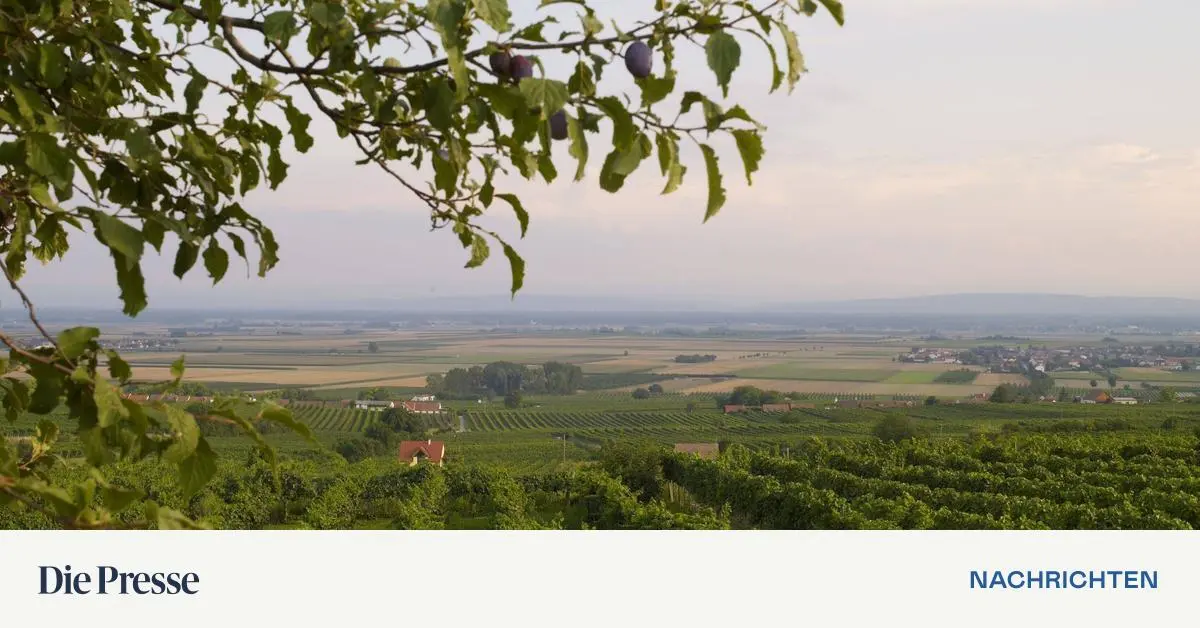 Insolvenz 5,45 Millionen Euro Schulden Weingut Anton Bauer ist