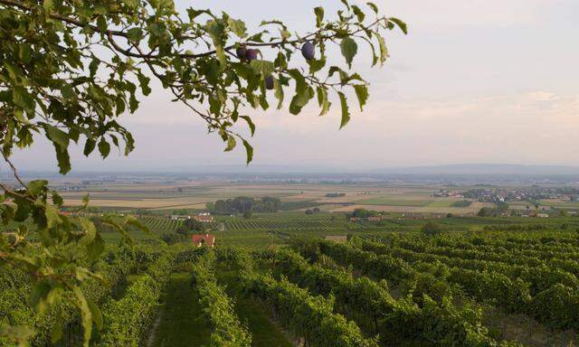 Weingut Anton Bauer - Figure 1