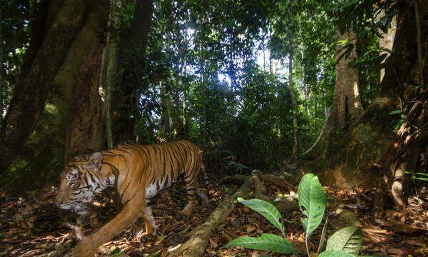 Ein Tiger im Royal Belum State Park, in Malaysia.