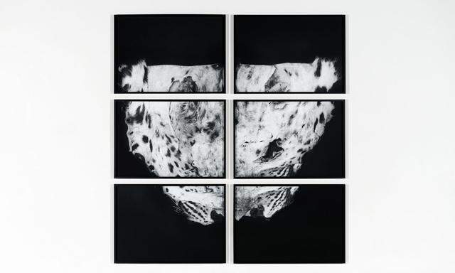 Die Galerie Hubert Winter zeigt auf der Kunstmesse Michael Höpfners Fotoarbeit „Lie Down, Get Up, Walk On (Snow Leopard)“ aus dem Jahr 2015.