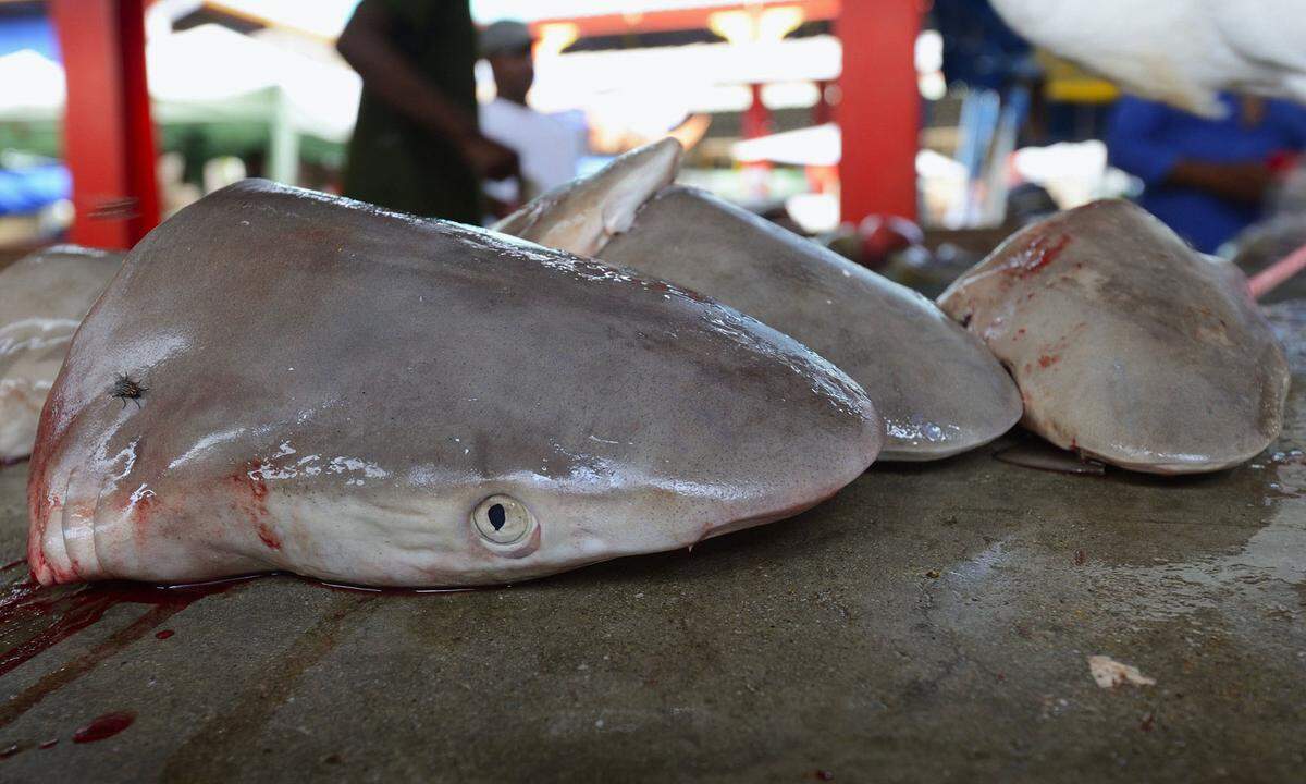 Er nahm den Arm des Bräutigams mit dem Ring mit – es hieß, es sei ein weißer Hai gewesen. Niemand weiß, warum er so nah an den Strand gekommen war. Der Brite überlebte die Attacke nicht. Die Blutungen waren zu stark. Daraufhin zog man einen feinmaschigen Unterwasserzaun um den Strand. In dem abgegrenzten Bereich planschen die meisten Badenden an diesem Tag wie Scherenschnitte im gleißenden Gegenlicht in der Brandung.