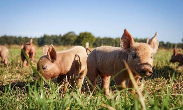 Das Bio-Schwein hat Auslauf ins Freie, Stroh im Stall und biologisches Futter ohne Gentechnik. 