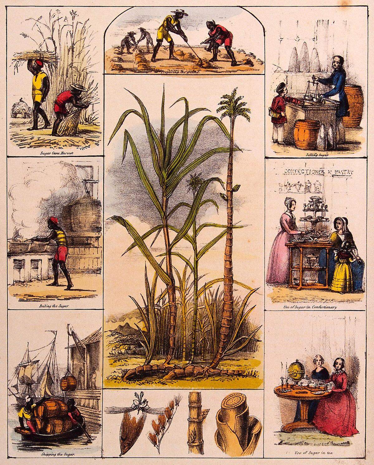 Der Zuckerboykott gegen die Sklaverei beginnt in der zweiten Hälfte des 18. Jahrhunderts in einigen Ländern Europas. Zucker wird zum Symbol des geächteten, doch zugleich einträglichen Sklavenhandels. Cruikshank macht sich lustig über den Adel, der seinen Zuckerverzicht gleichsetzt mit dem Kampf gegen die Sklaverei - aber sich schwertut, auch nur auf das Süßen des geliebten Tees zu verzichten.