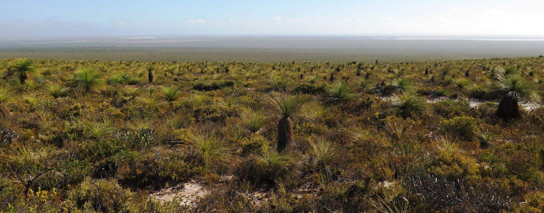 Obwohl die Böden des Swan Coastal Plain extrem nährstoffarm sind, gehören sie zu den artenreichsten der Welt. 