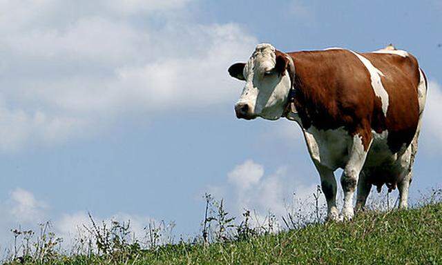 Erstmals ist eine österreichische Kuh an Blauzungenkrankheit erkrankt.