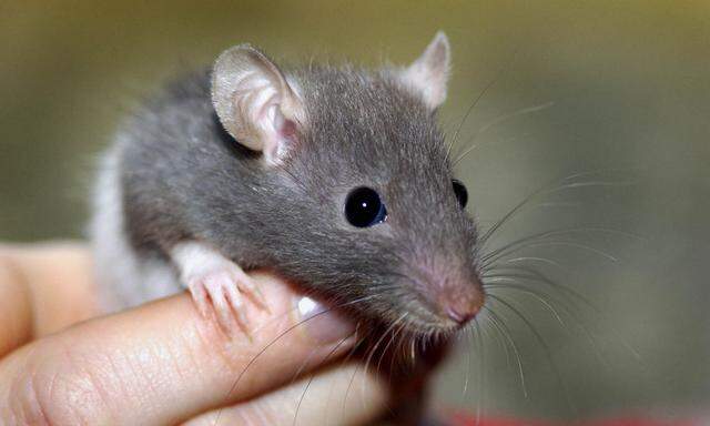 Ratte auf einer Hand 