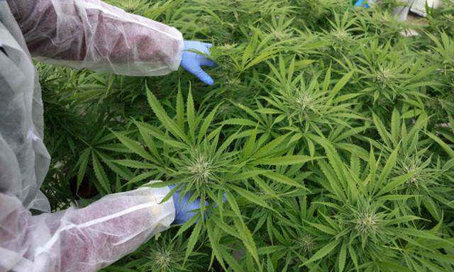 Cannabis-Plantage für medizinische Cannabis-Produkte.