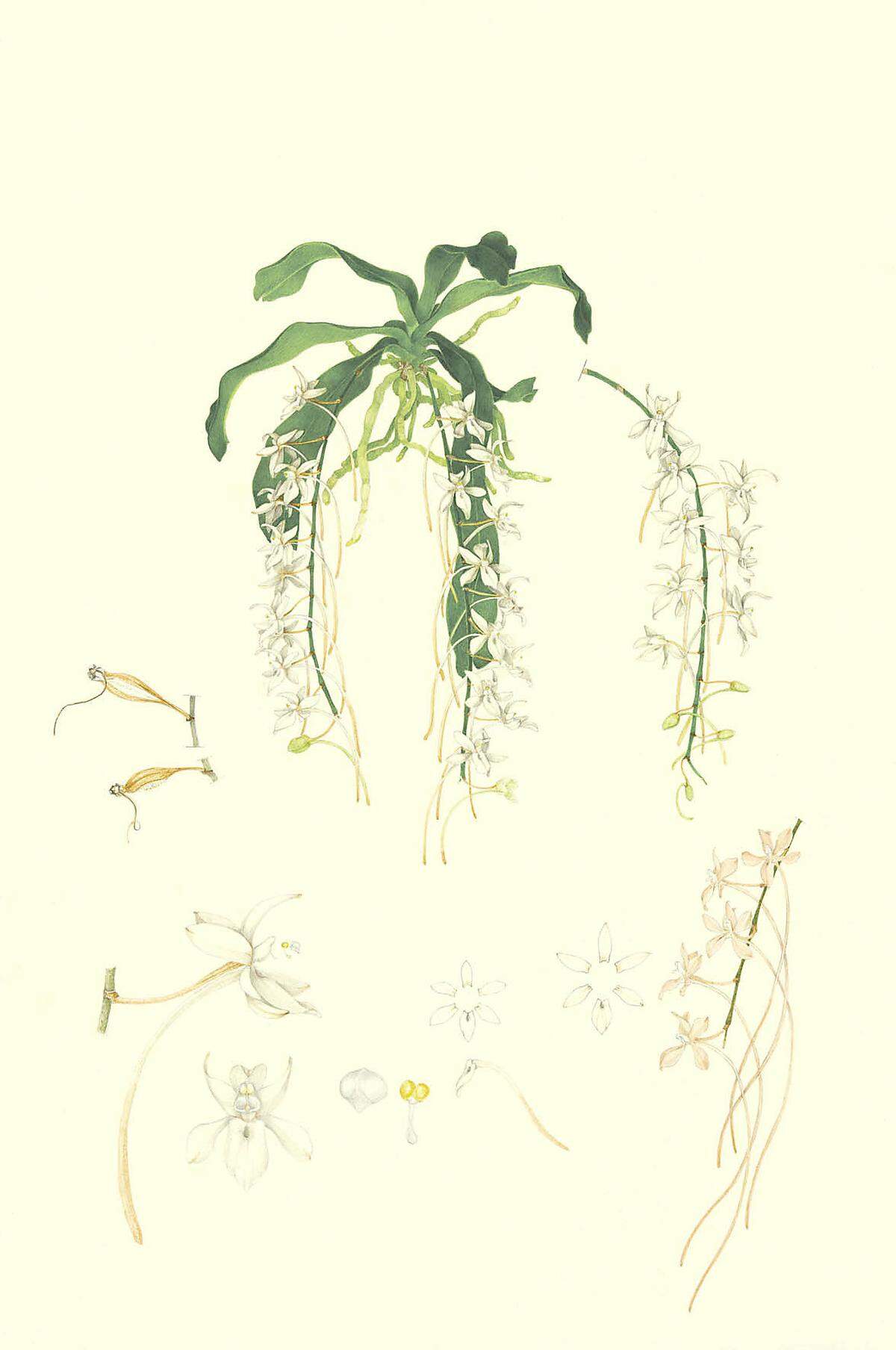 In der Illustration lassen sich verschiedene Entwicklungsstadien und unterschiedliche Details einer Pflanze hervorheben (hier Angraecum mooreanum Rolfe).