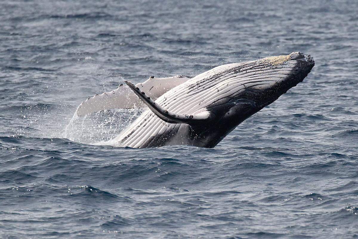 "Ich gehe mindestens einmal im Jahr Wale beobachten", erzählt ein Australier. Die Walwanderungszeit dauere normalerweise von Juni bis Oktober. Während dieser Zeit bestaunt er diese sanften Riesen - aber auch sie selbst seien manchmal an den Menschen interessiert: "Dann kommen sie bis zum Boot, um uns zu überprüfen."