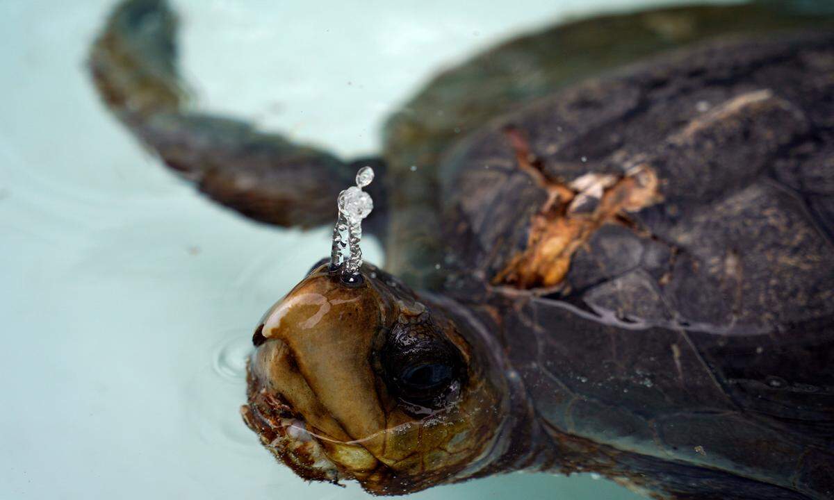 11. Oktober. Eine verletzte Meeresschildkröte erholt sich im Marine Fauna Rehabilitation Center in Salango, Ecuador.