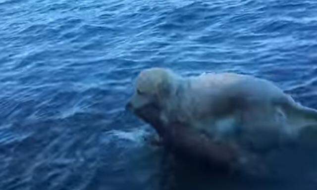 Mark Freeley filmte seinen Hund bei der Rettungsaktion.