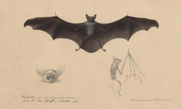 Diese historische Zeichnung der Fledermaus Emballonura madagascariensis wurde von Theodor Franz Zimmermann angefertigt. Das Tier wurde 1858 von der Naturforscherin Ida Pfeiffer in Madagaskar gesammelt und an das Naturaliencabinet nach Wien gesandt.