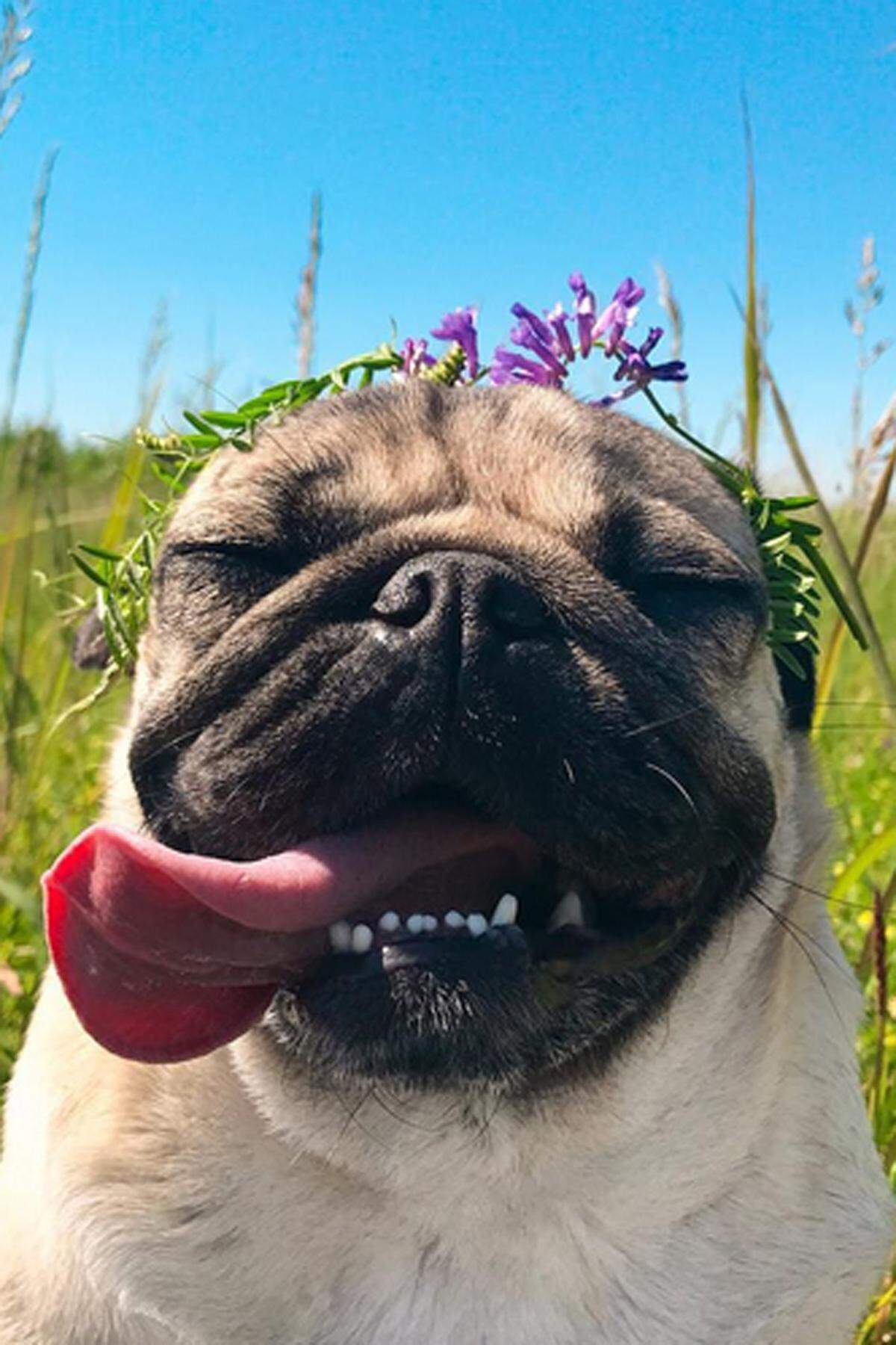 Doug the Pug – also Doug, der Mops - hinterlässt mit 2,9 Millionen Followern ordentlich Pfotenabdrücke auf Instagram. Seine beiden Besitzer Leslie Mosier und Rob Chianelli aus Nashville stecken Unmengen an Arbeit in das Social-Media-Leben ihres Haustiers. Ein eigener Online-Shop, ein Fotoband, öffentliche Auftritte, Nicole Kidman und Ed Sheeran als bekennende Fans - was wünscht Hund sich mehr vom Promidasein.