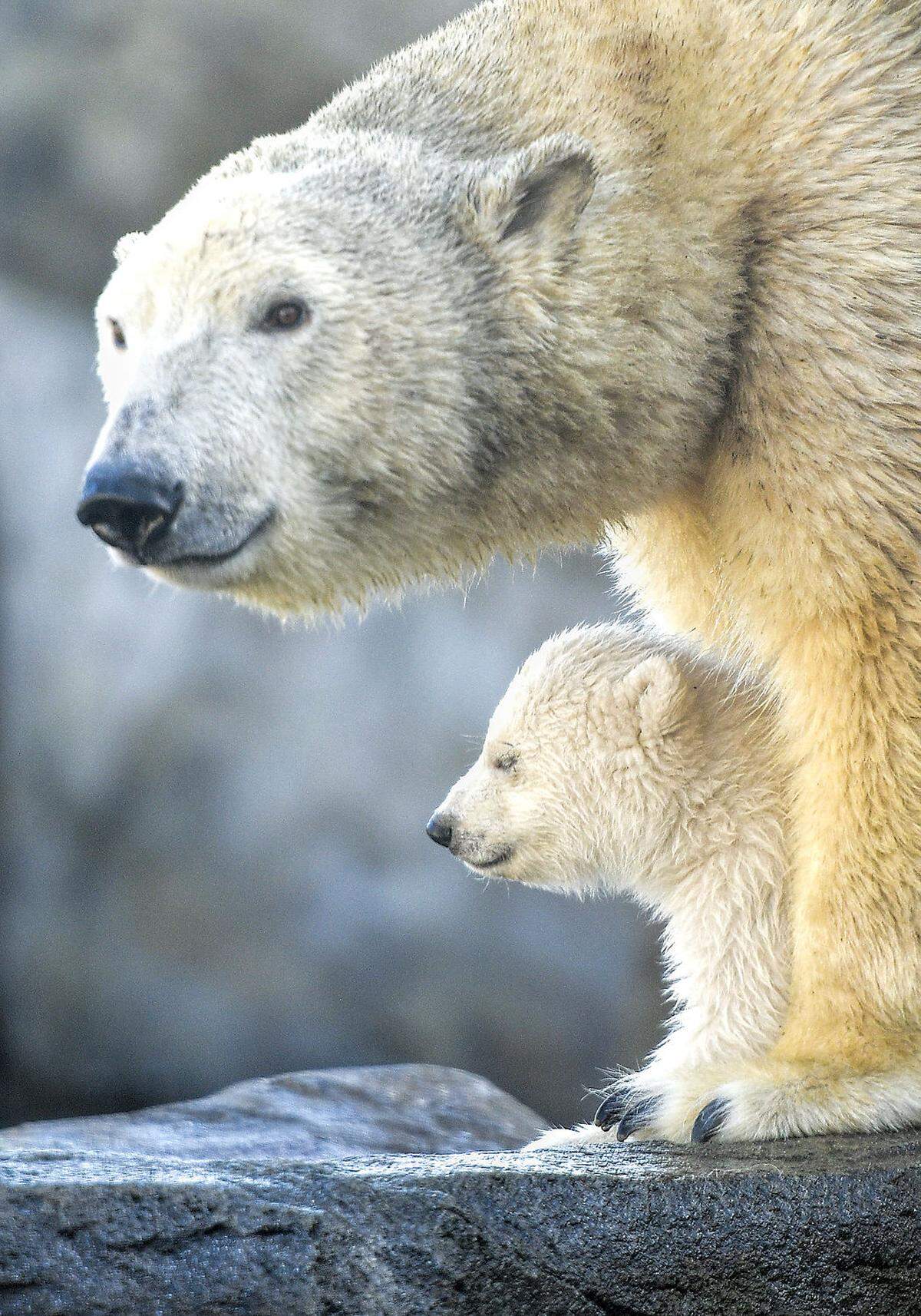 Für die Aufzucht des Nachwuchs sind bei Eisbären ausschließlich die Mütter verantwortlich, die Väter können den Jungen sogar gefährlich werden, weshalb der Vater ein eigenes Gehege in Schönbrunn hat. Wenn die Jungen abgestillt sind und erwachsen werden, müssen sie ihre Mütter verlassen. Das Eisbärenjunge in Schönbrunn wird deshalb in etwa zwei Jahren in einen anderen Tiergarten übersiedeln.