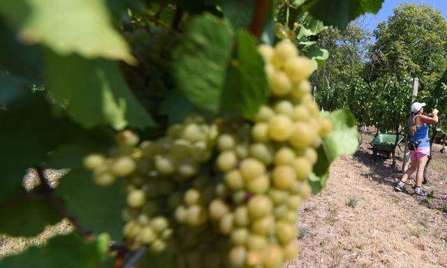 Nie zuvor haben die österreichischen Weinbauern so zeitig mit der Weinlese begonnen wie im vergangenen Jahr. 